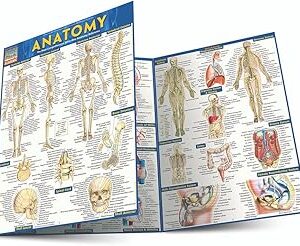 Anatomy: QuickStudy Laminated Reference Guide (Quickstudy Academic)